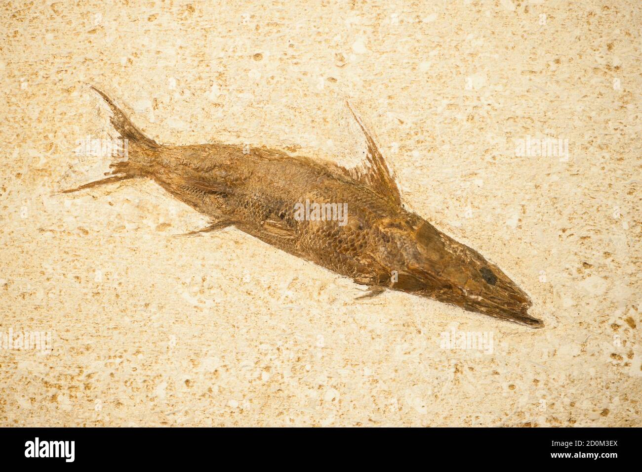 Fossil of fish with long body and mouth Stock Photo