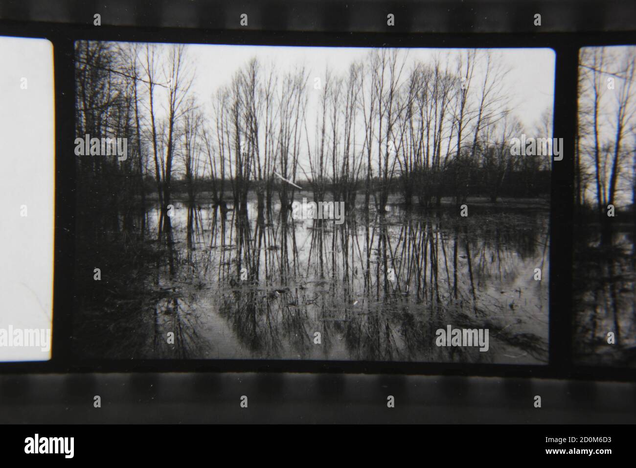 Fine 1970s vintage black and white photography of the forest growing ...
