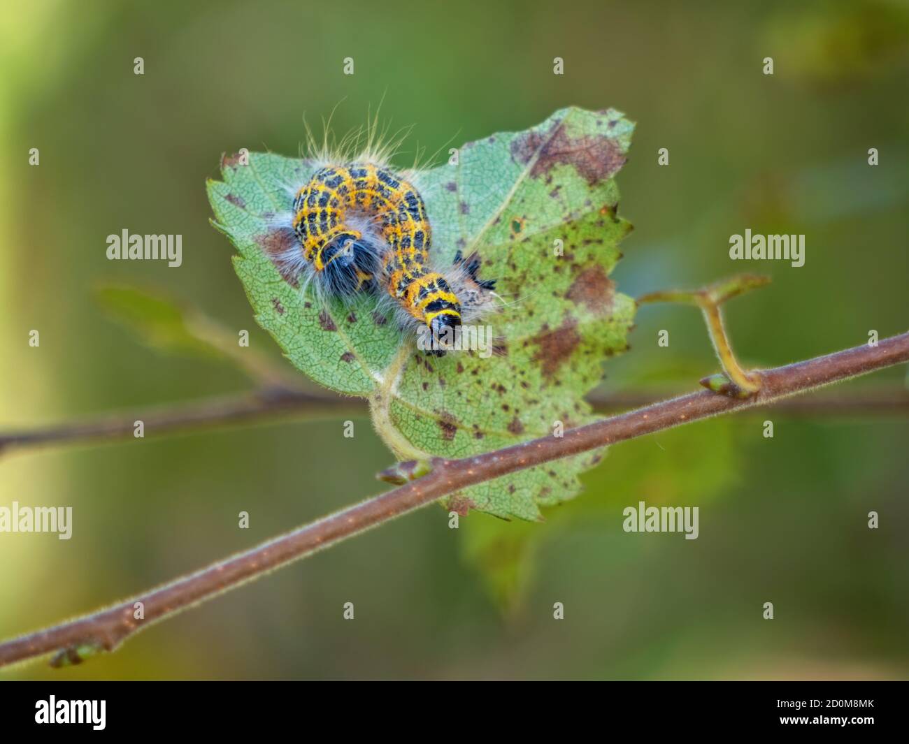 Caterpillar of Buff tip moth, on leaf underside. UK. Stock Photo