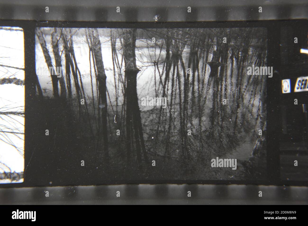 Fine 1970s vintage black and white photography of the forest growing ...