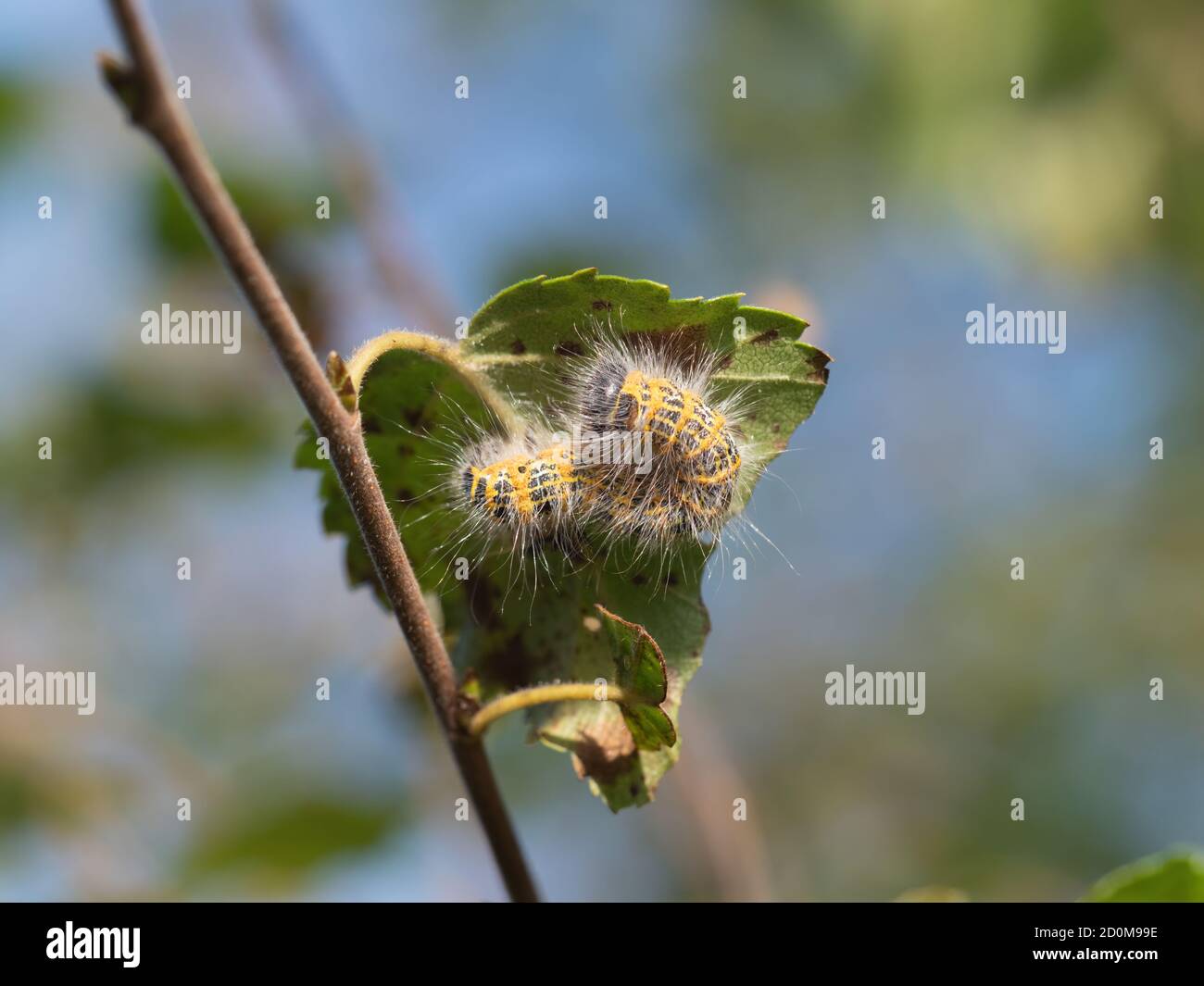 Caterpillar of Buff tip moth, on leaf underside. UK. Stock Photo
