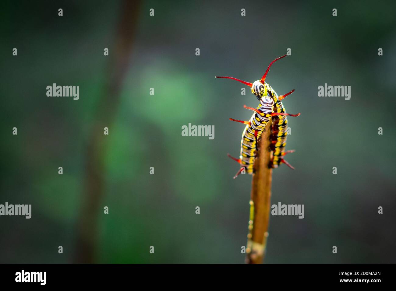 Caterpillars and pupa hi-res stock photography and images - Alamy
