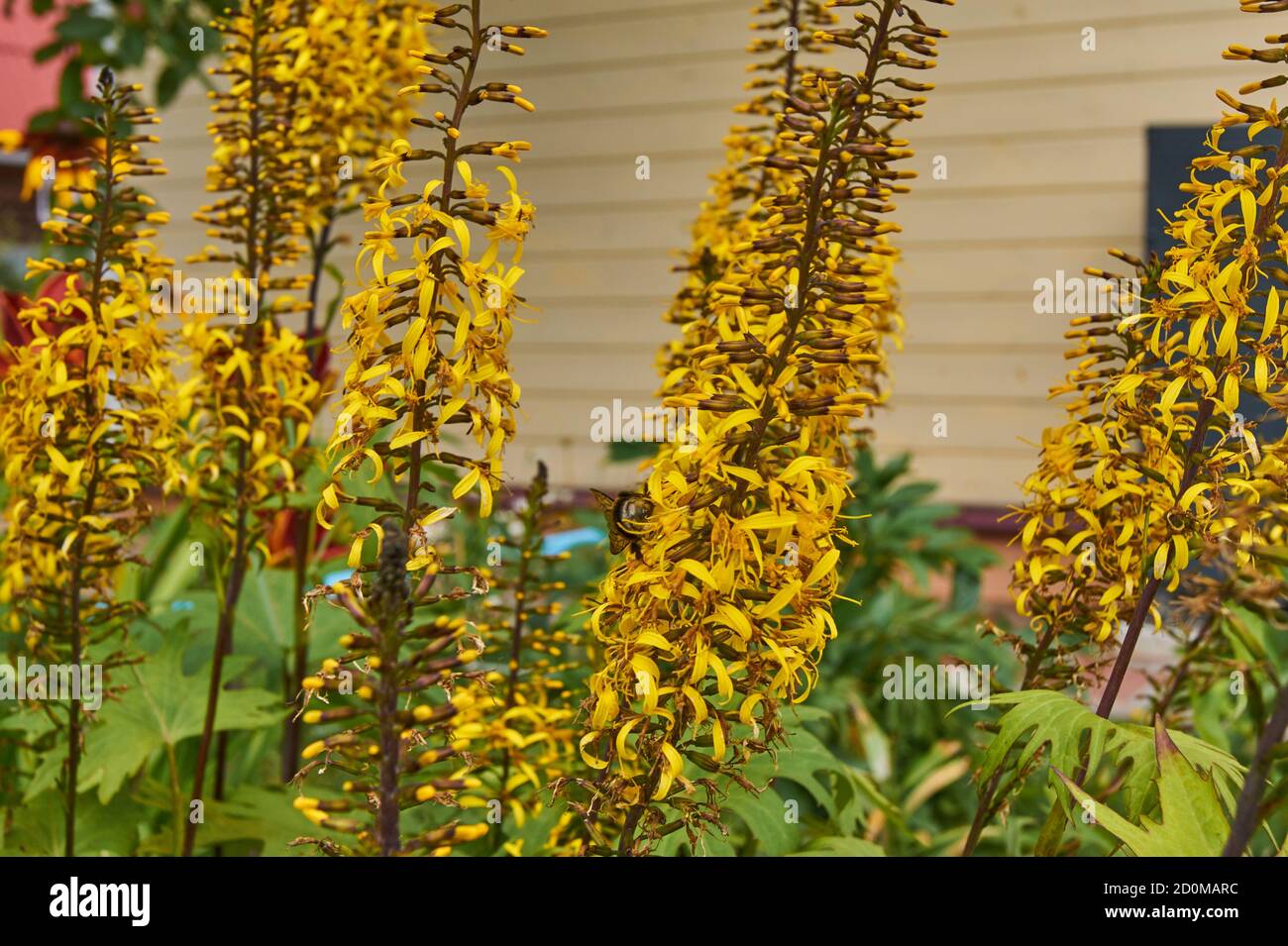 ligularia stenocephala. Bright yellow flowers in the garden Stock Photo
