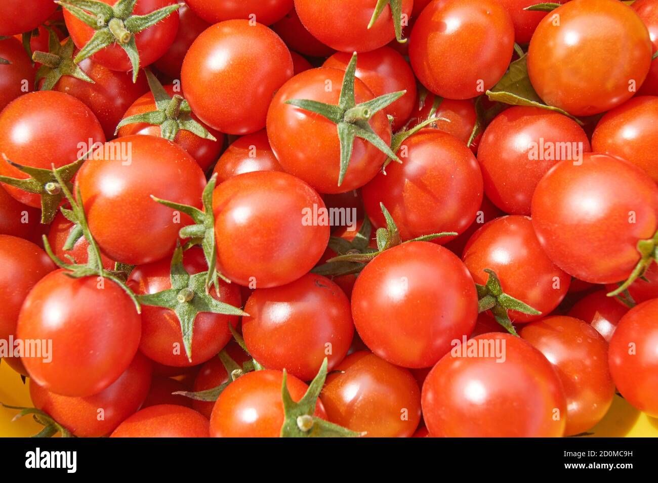 Fresh harvest of cherry tomatoes. Organic food Stock Photo - Alamy