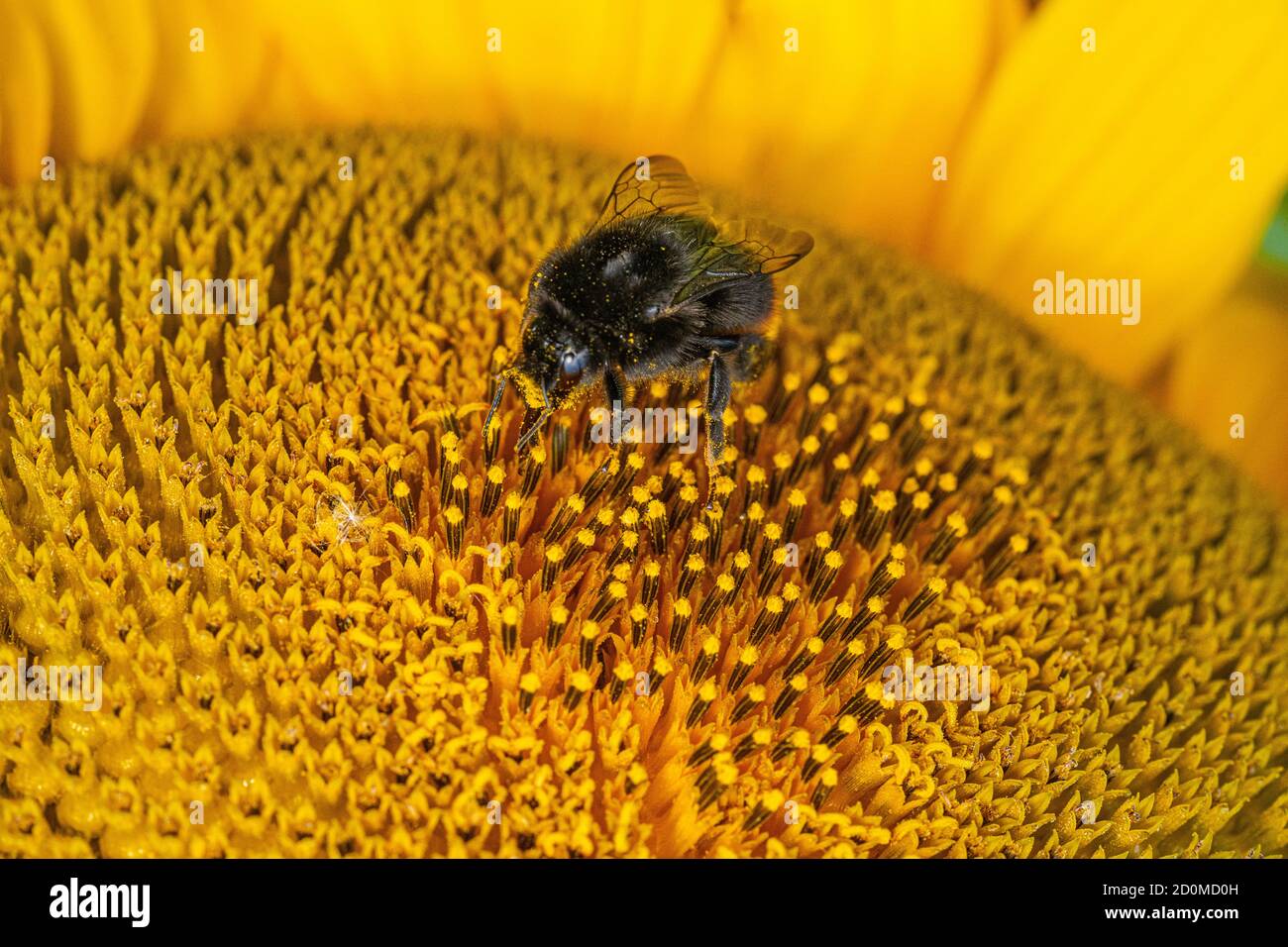Black and yellow striped bee polinating sunflowers close up low level