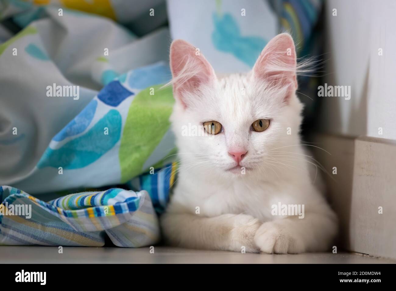 White cat under the whites Stock Photo