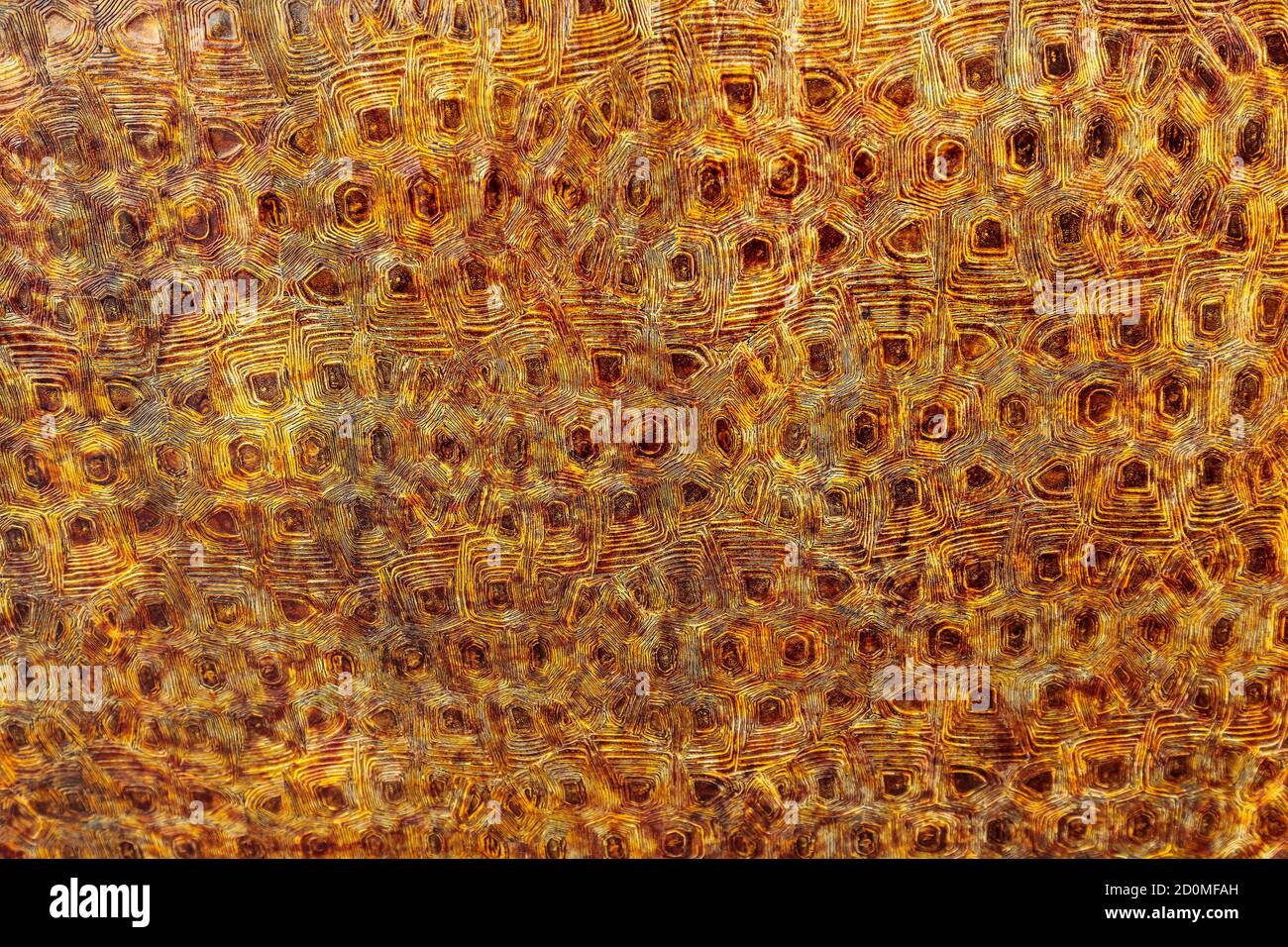 Rusty metal surface with decorative relief. Stock Photo