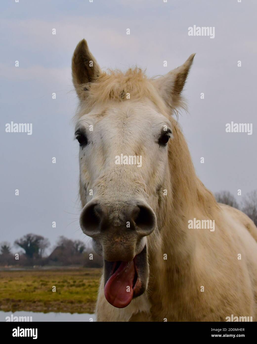Cavallo bianco allo stato brado Stock Photo