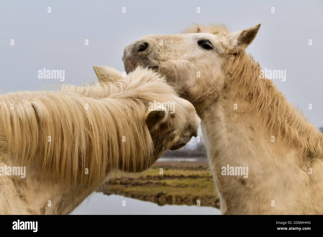 Cavallo bianco allo stato brado Stock Photo