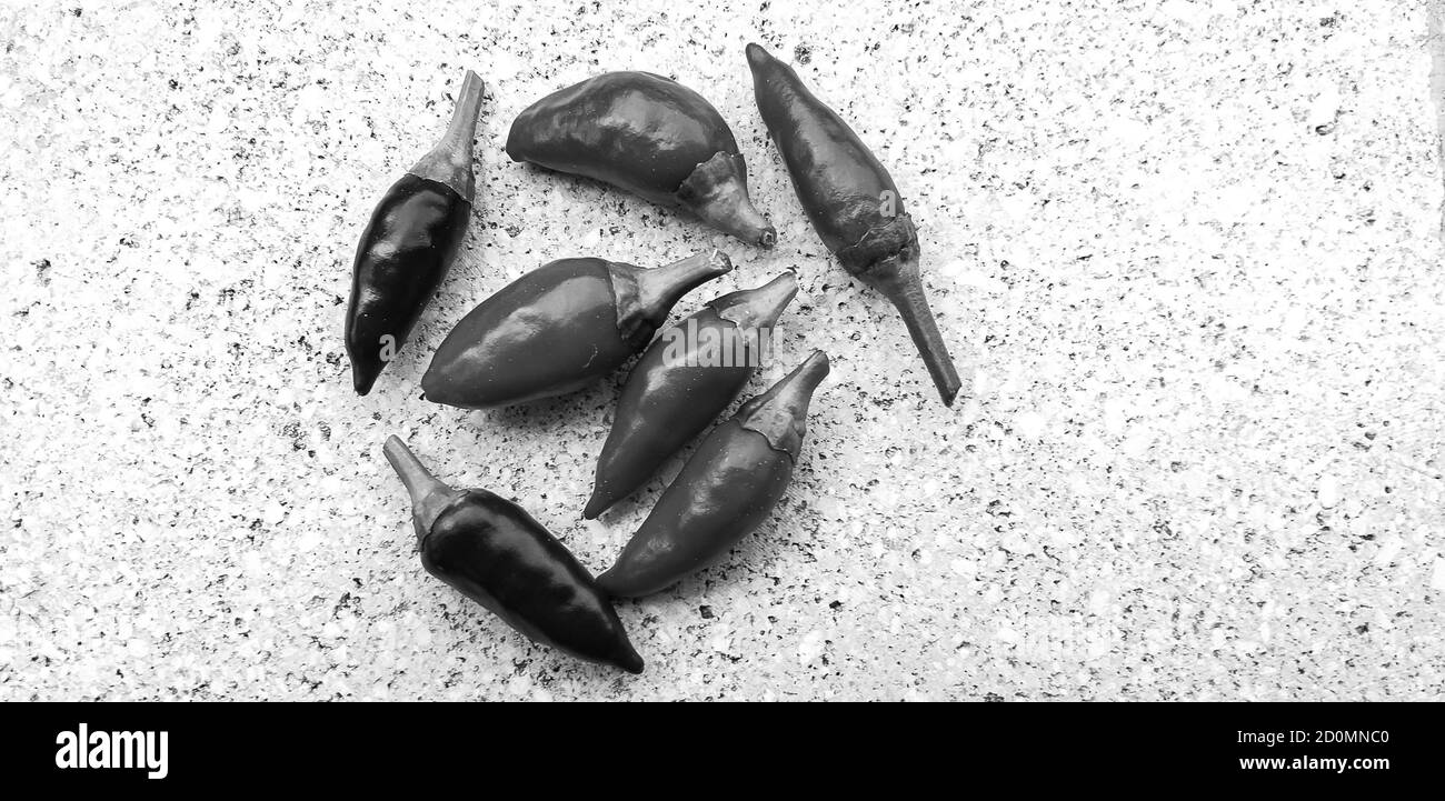 Calabrian red chillies just picked and ready for drying. Stock Photo