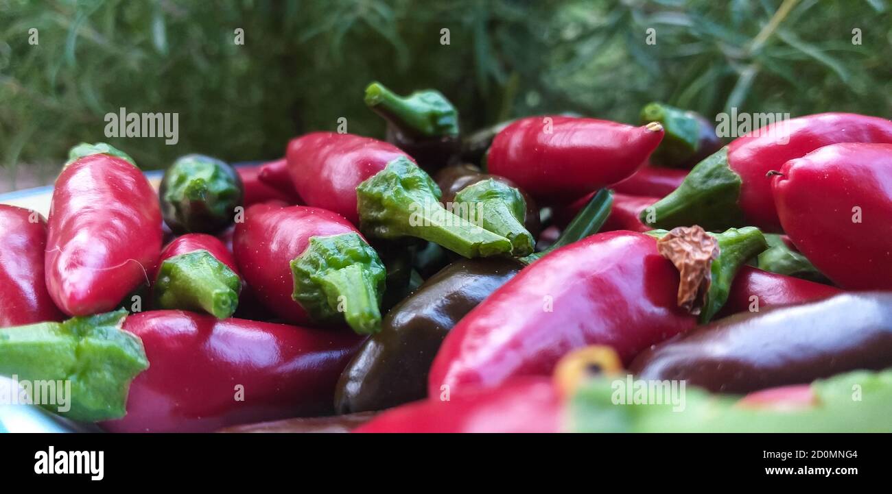 Calabrian Chillies High Resolution Stock Photography and Images - Alamy