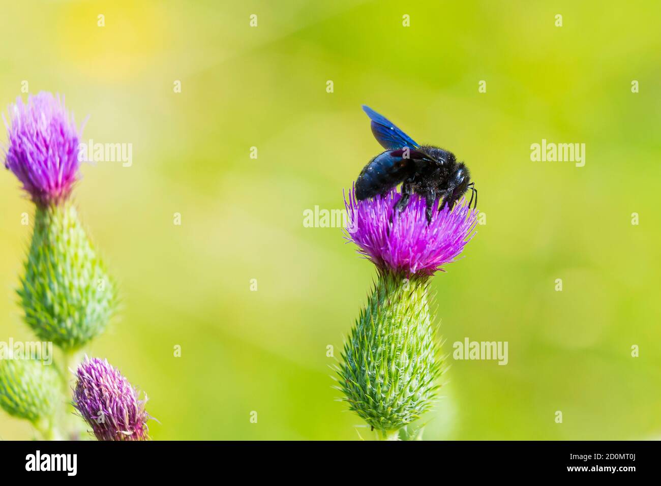 Xylocopa violacea, violet carpenter bee, pollinating on purple thistle flowers in a green meadow Stock Photo