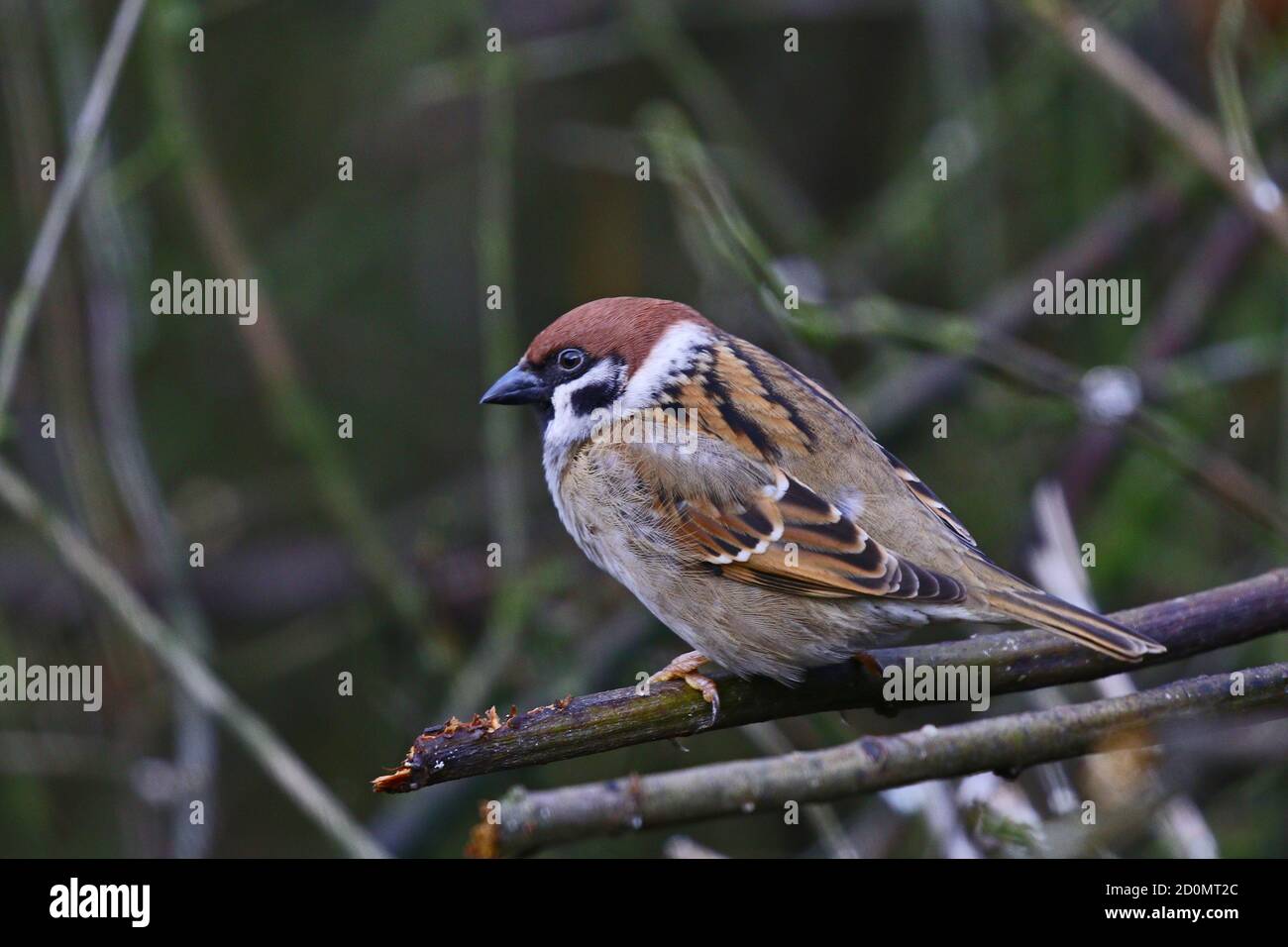 Tree Sparrow perched on branch (Passer montanus) Stock Photo