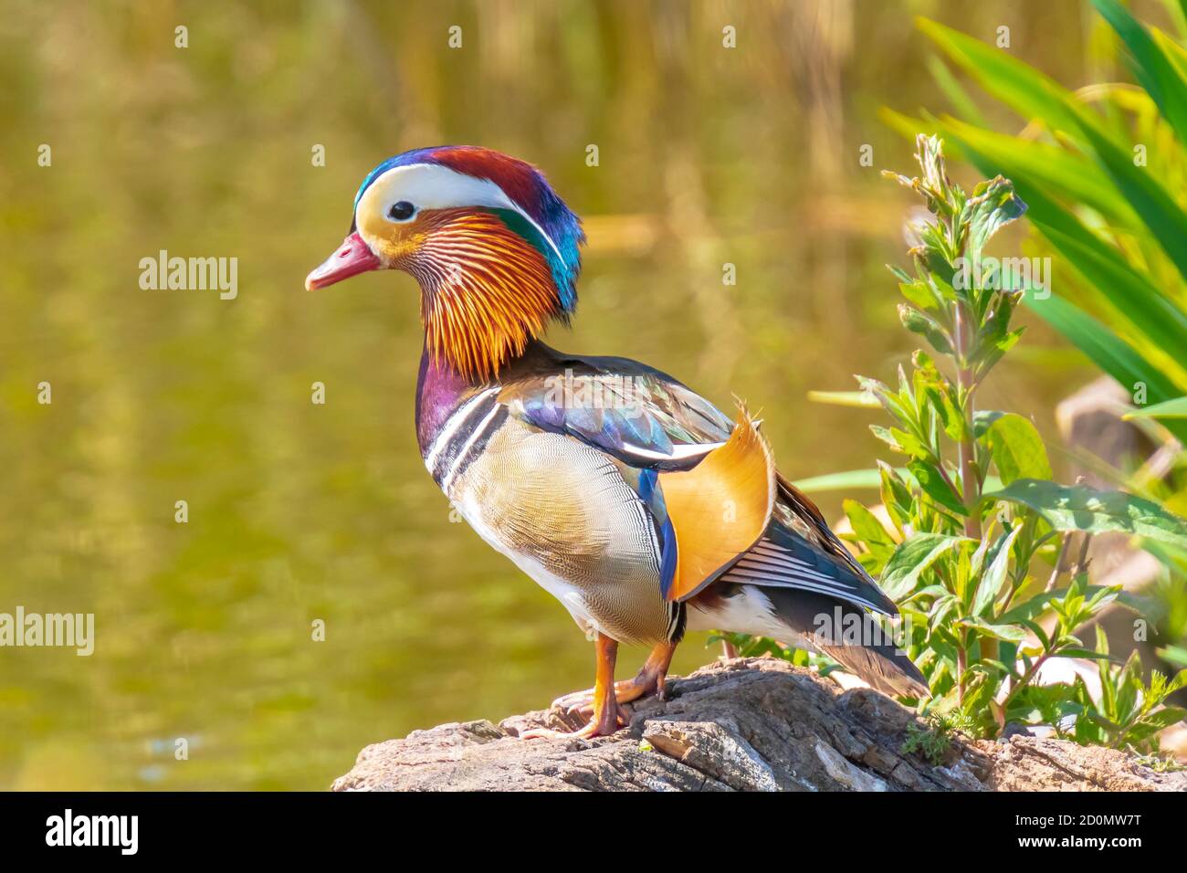 Close-up of a Mandarin duck male Aix galericulata swimming with ...
