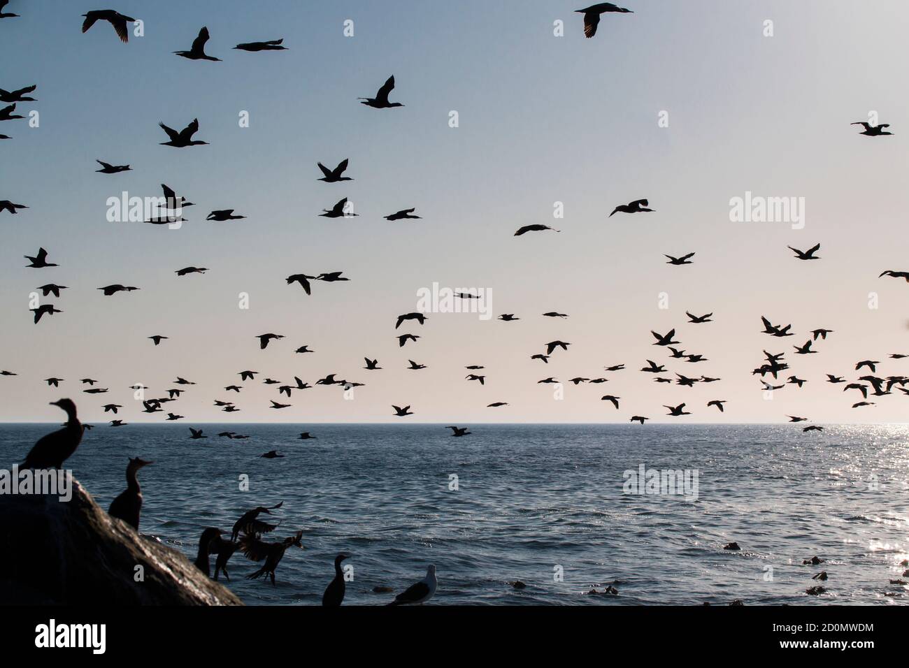 A flock of Cape cormorant or Cape shag (Phalacrocorax capensis) birds flying past over the ocean with a rock in the foreground Stock Photo