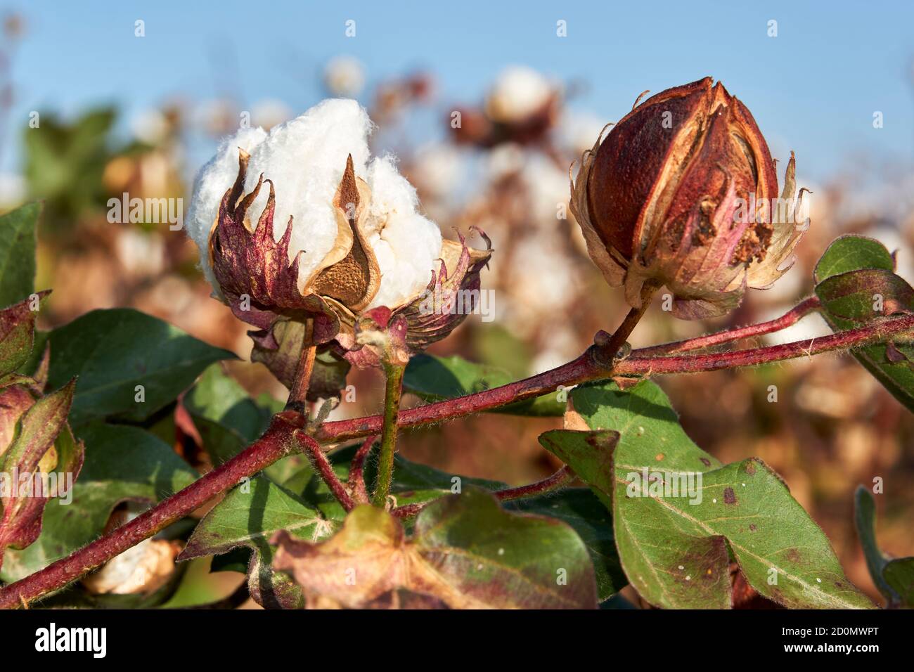 cotton plantation in Puebla de Cazalla, province of Seville. Andalusia, Spain Stock Photo