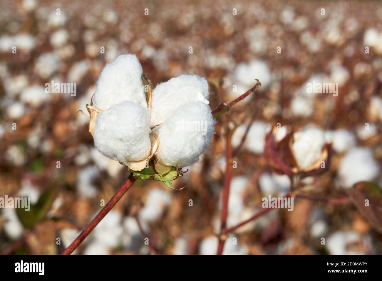 cotton plantation in Puebla de Cazalla, province of Seville. Andalusia, Spain Stock Photo