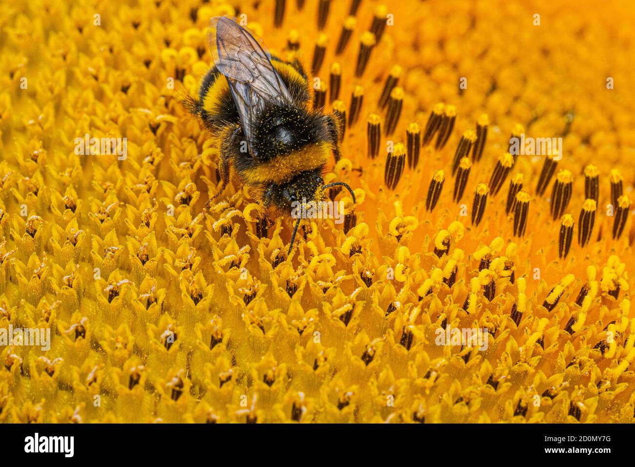 Black and yellow striped bee polinating sunflowers close up low level