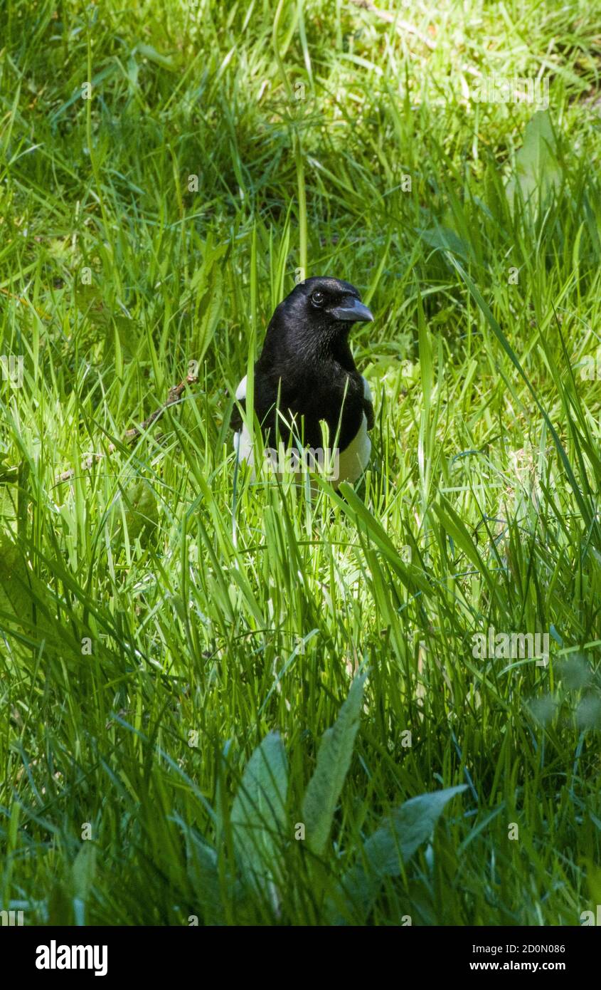 A magpie, pica pica, in a nearby meadow coming up quite close and then stopping. Stock Photo