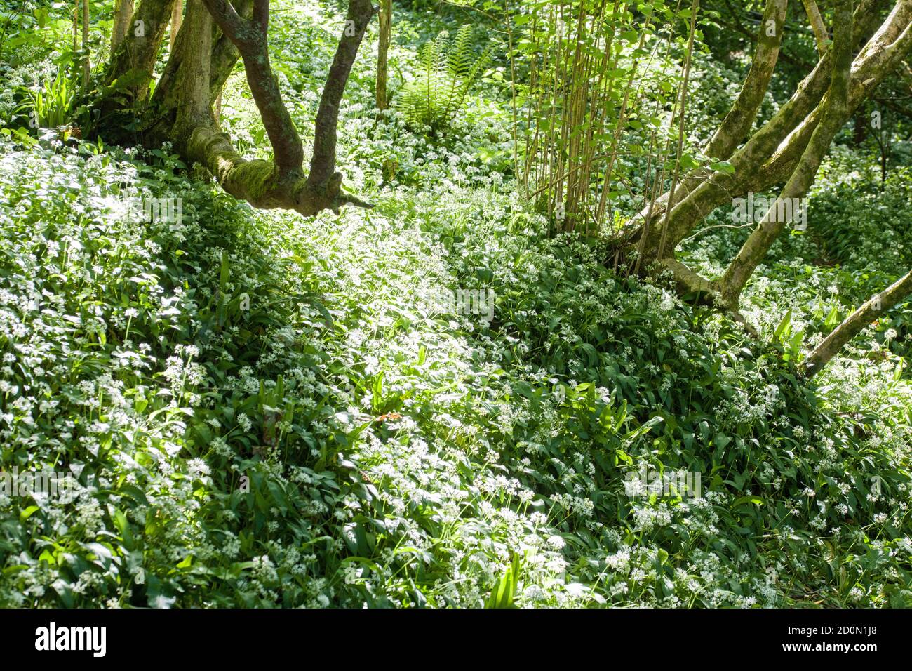 A May woodland on a sunny and shadowy Spring morning absolutely filled with Ramsons, or wild garlic, as they are also often known. Stock Photo