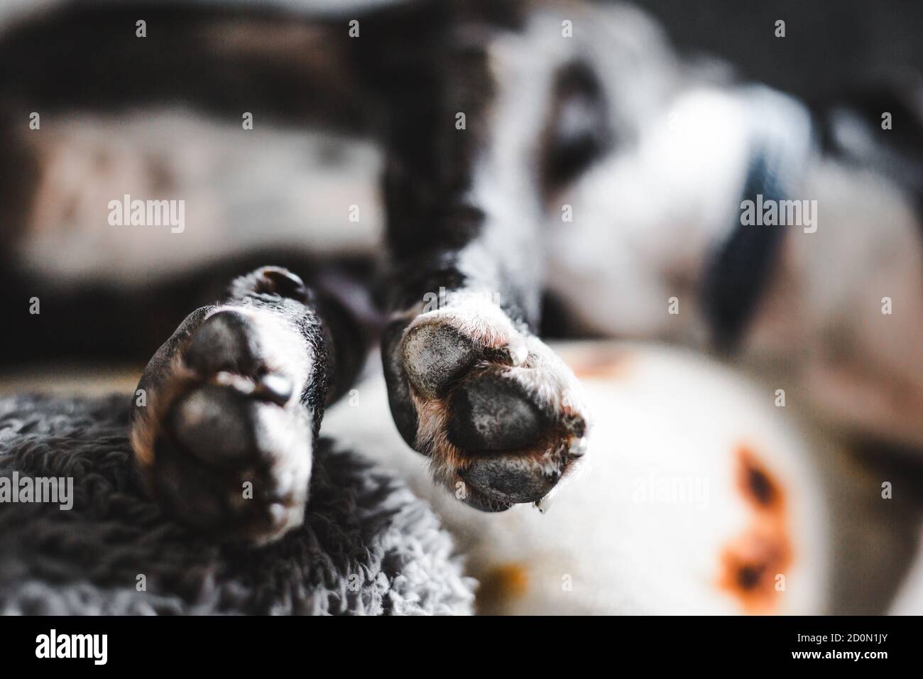 Close-up of black and white brindle Staffordshire bull terrier dog paws as it sleeps stretched out on the sofa Stock Photo