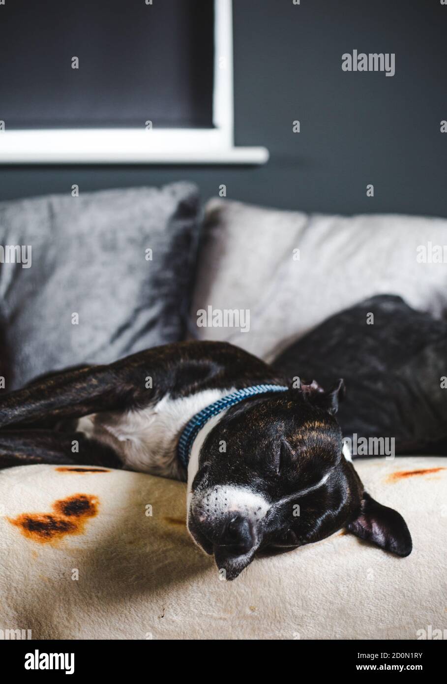 Stretched-out adopted brown brindle Staffordshire bull terrier dog with white face markings napping comfortably on the sofa Stock Photo