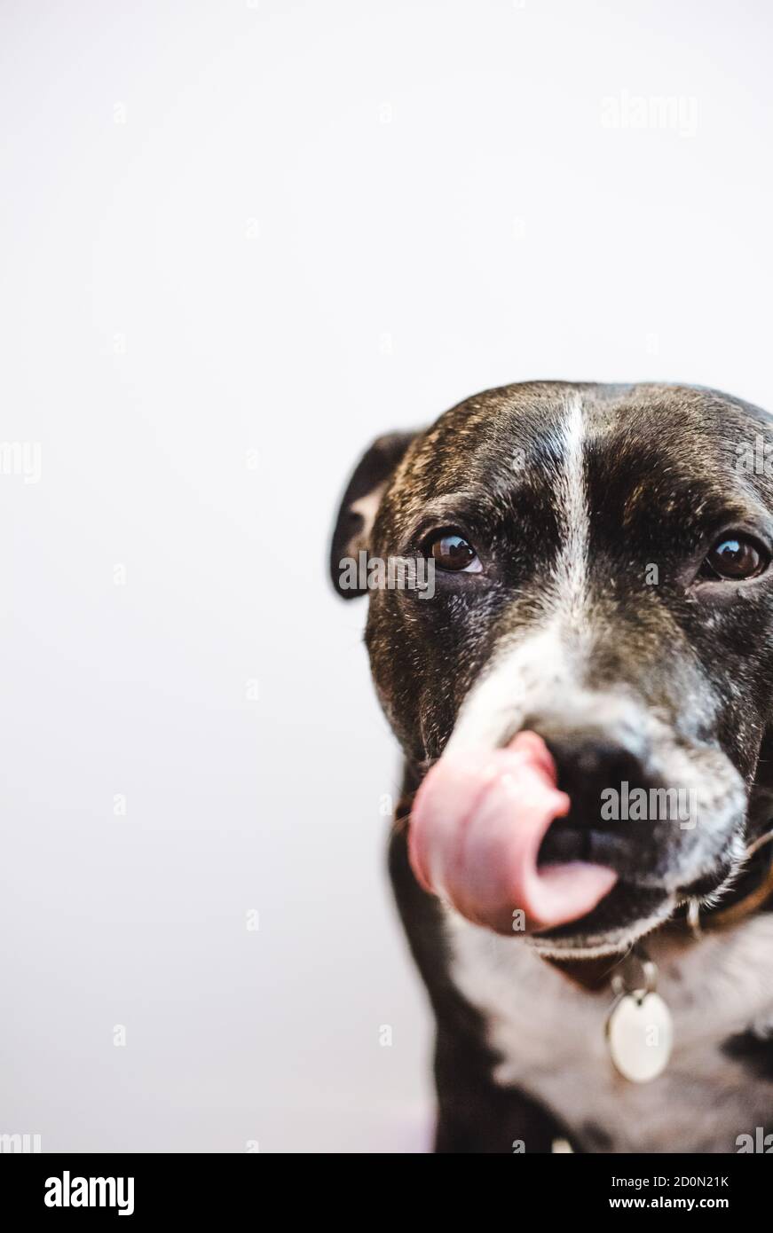 Dog licks licking lips portrait satisfied hires stock photography and