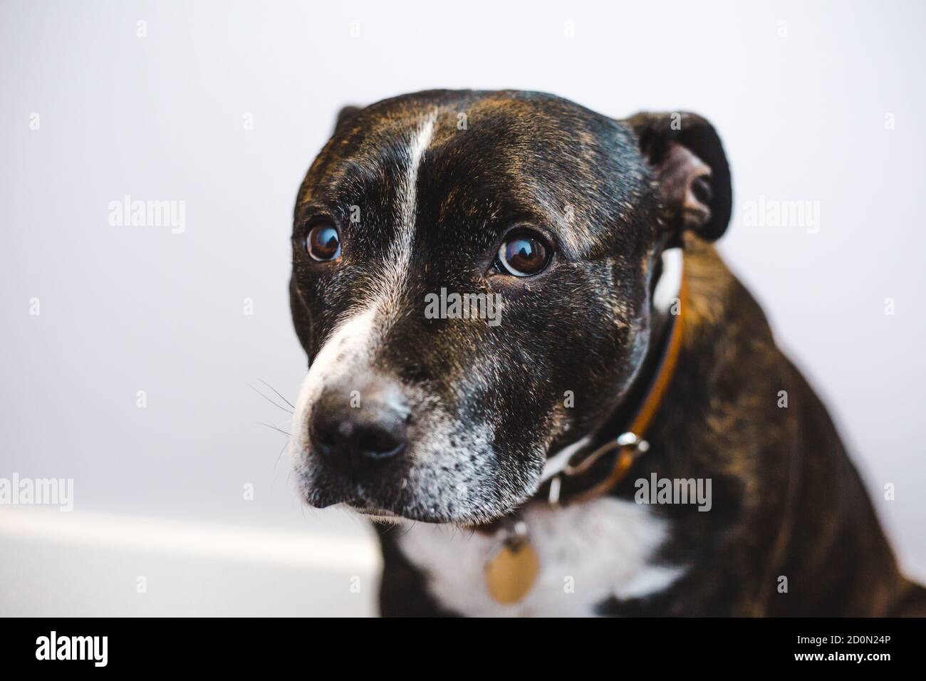 Shy adopted brown brindle Staffordshire bull terrier dog with white face markings looking sad Stock Photo