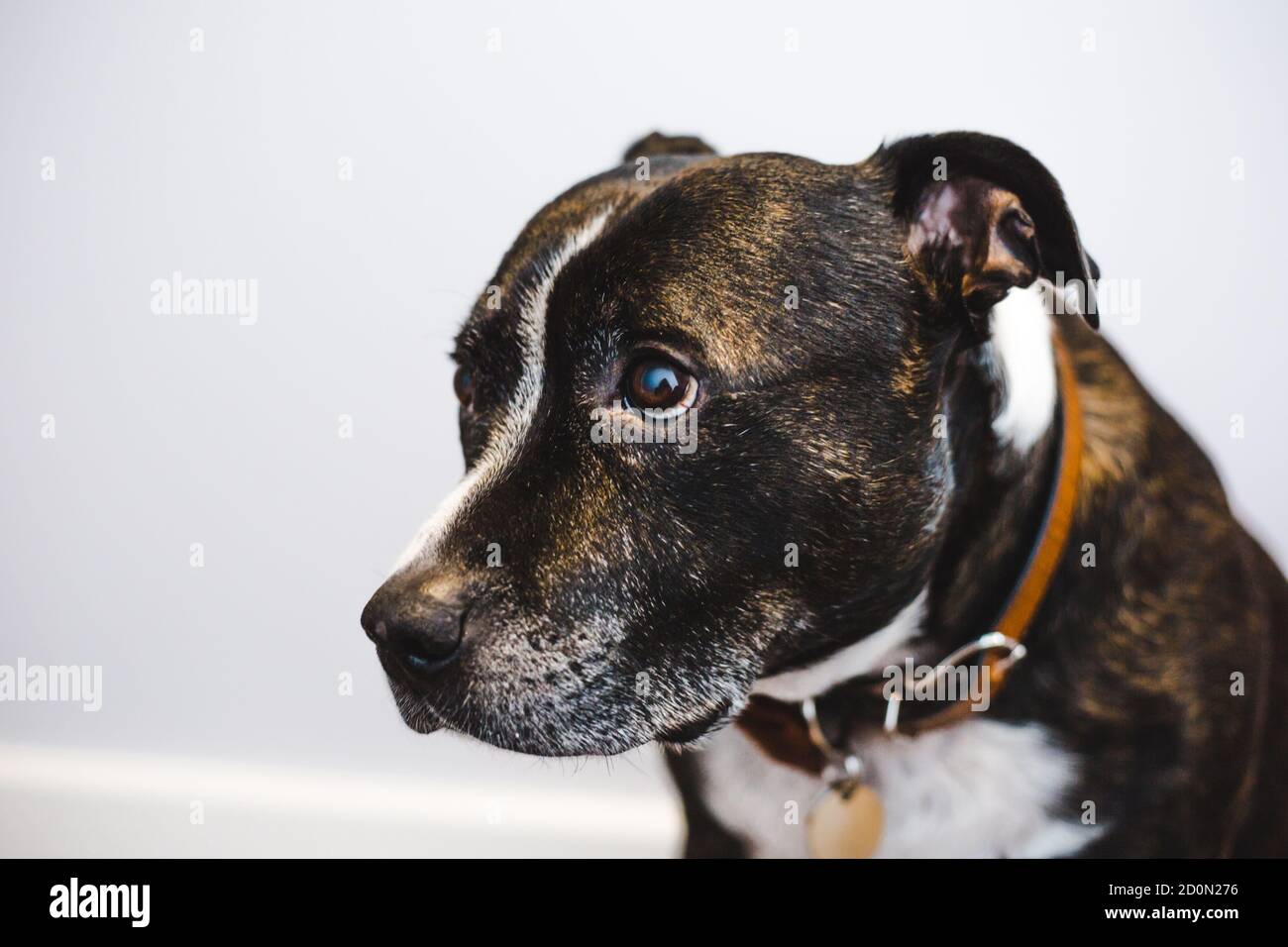 Shy adopted brown brindle Staffordshire bull terrier dog with white face markings looking sad Stock Photo