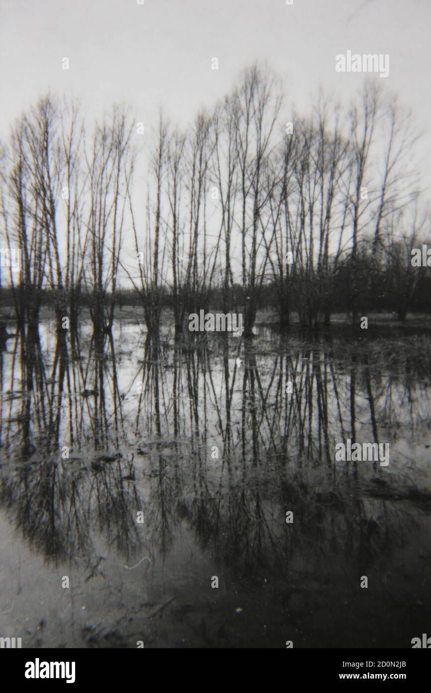 Fine 1970s vintage black and white photography of the forest growing ...
