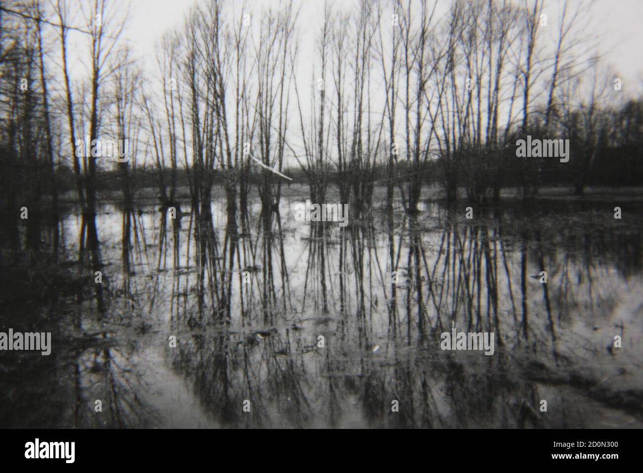 Fine 1970s vintage black and white photography of the forest growing ...