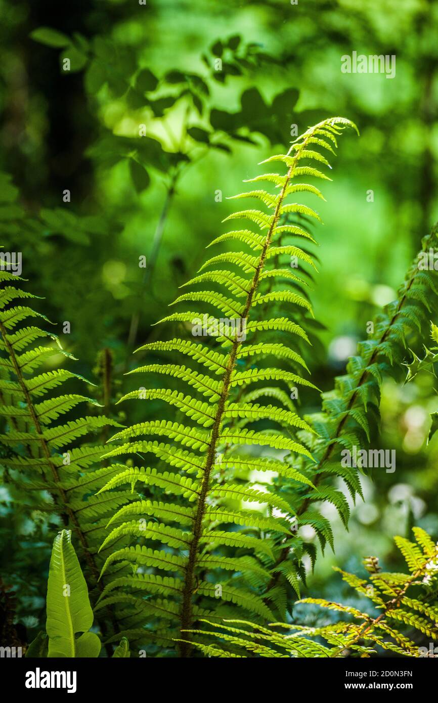 Close up of a fern plant aon a pathway through a local woodland. Stock Photo