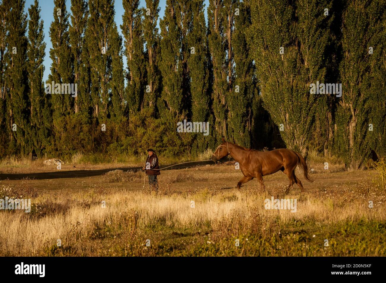 A wild horse being tamed. Stock Photo