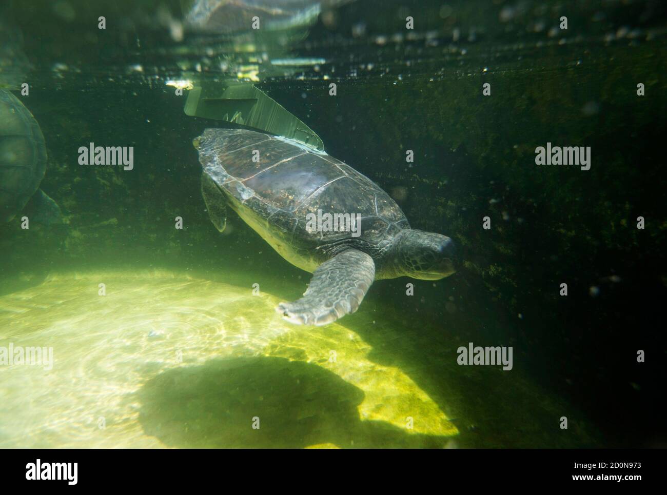Hofesh, an injured male green sea turtle, swims in a pool after an artificial fin was attached to his back at the Israel Sea Turtle Rescue Center, in Michmoret north of Tel Aviv April 9, 2014. The turtle was brought to the centre some four years ago missing both limbs on the left-hand-side of his body, but on Wednesday the artificial fin, designed by an industrial design student, Shlomi Gez, was attached to Hofesh's back, offering him stability and a more permanent solution to his disability. Hofesh will not be released back into the wild as he cannot survive if something were to happen to the Stock Photo