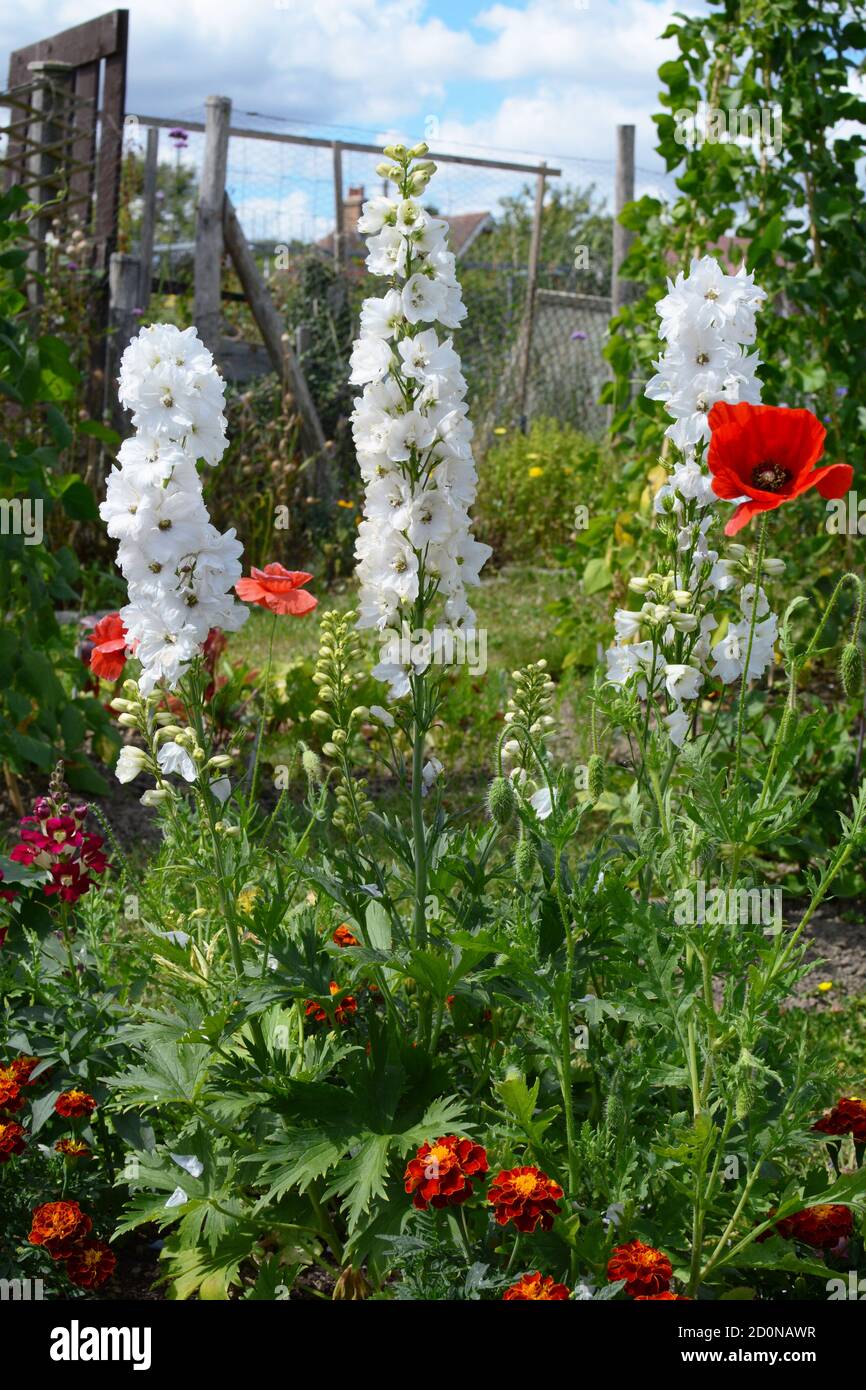 White delphinium flowers grow alongside poppies and marigolds in a summertime flower garden Stock Photo