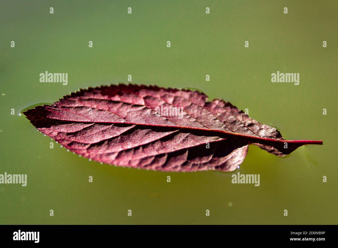 Red autumn leaf floating on green water Stock Photo
