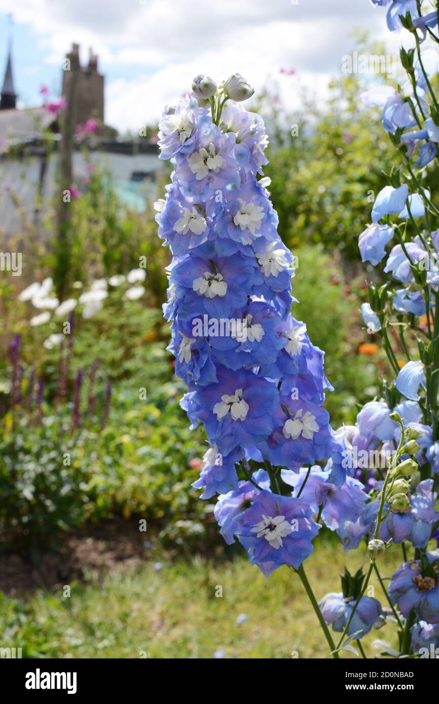Light blue delphinium flowers against the background of a rural flower garden Stock Photo