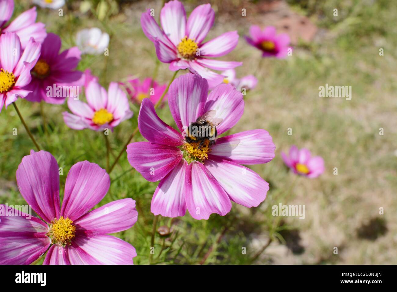 Bumble bee feeding from a pink and white Cosmos Peppermint Rock flower with multicoloured petals Stock Photo