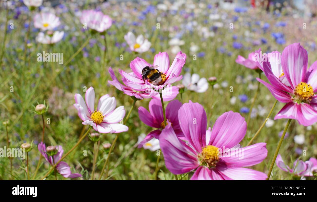 Bumble bee taking nectar from colourful Cosmos Peppermint Rock flowers in a summer flower garden Stock Photo