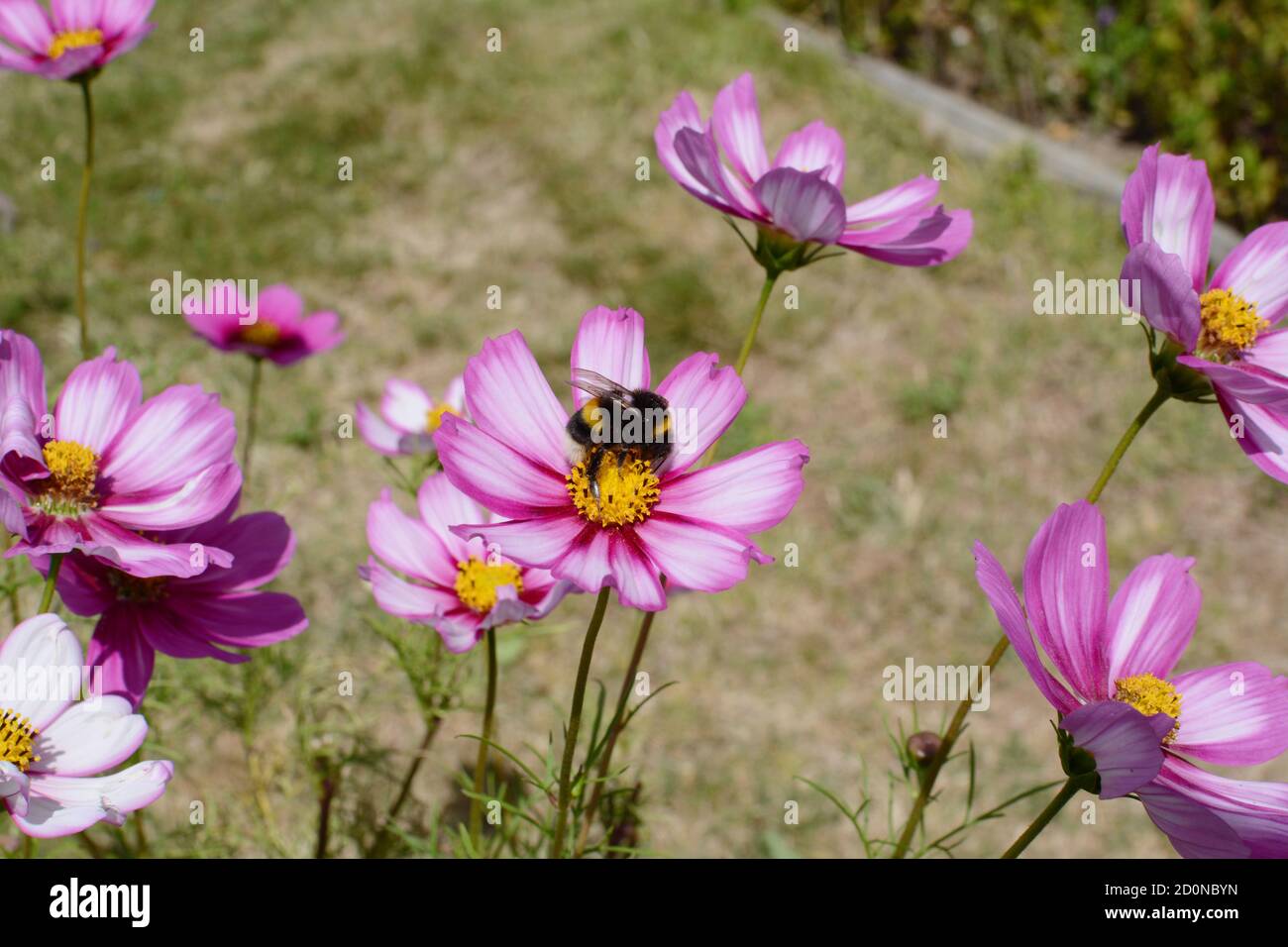 Bumblebee pollinating pink and white Cosmos Peppermint Rock flowers in a rural allotment garden Stock Photo