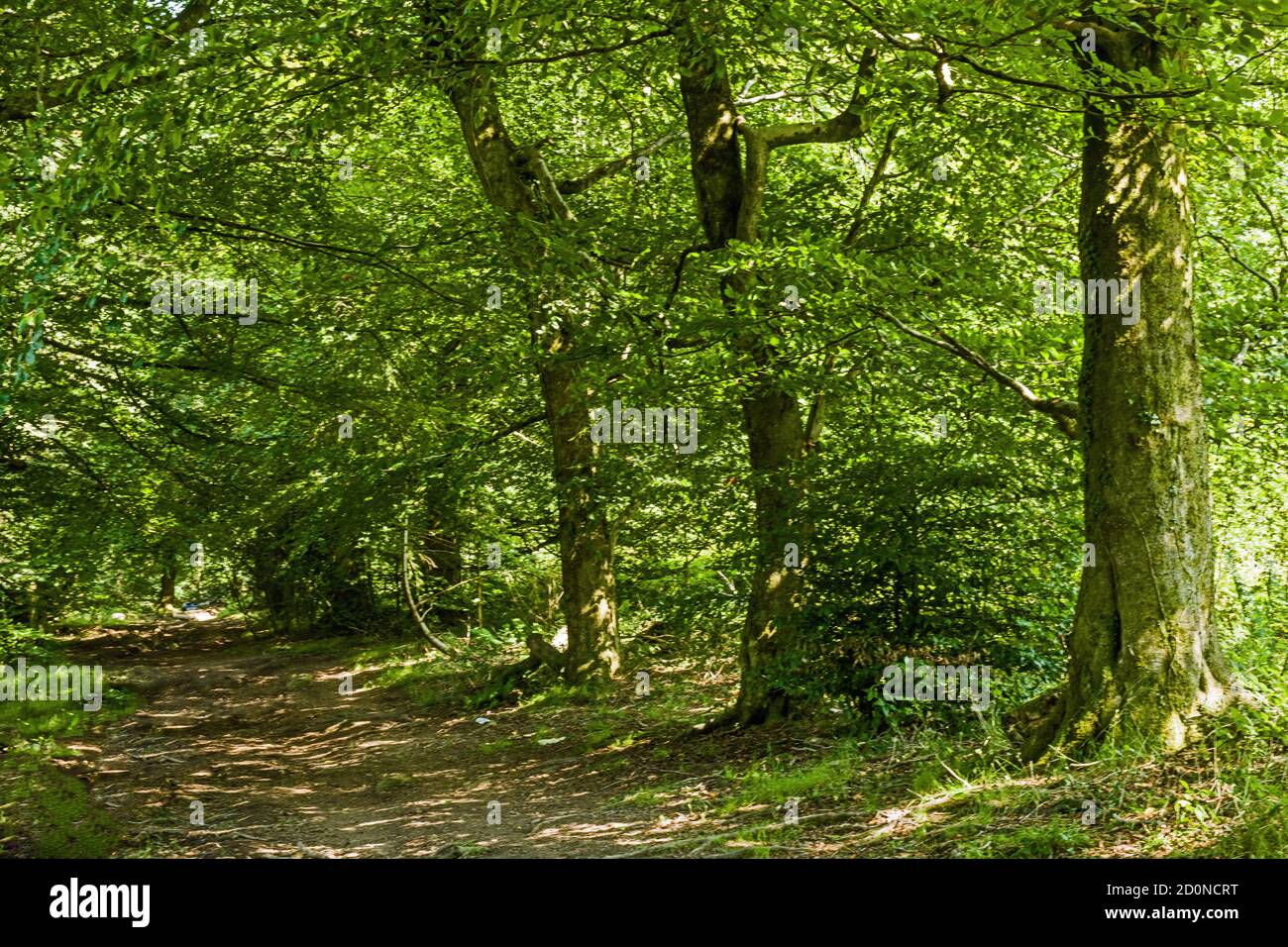 The Wentwood Forest in Monmouthshire visited in August in summertime. A huge forest, the largest in Wales, full of paths and tracks. Stock Photo