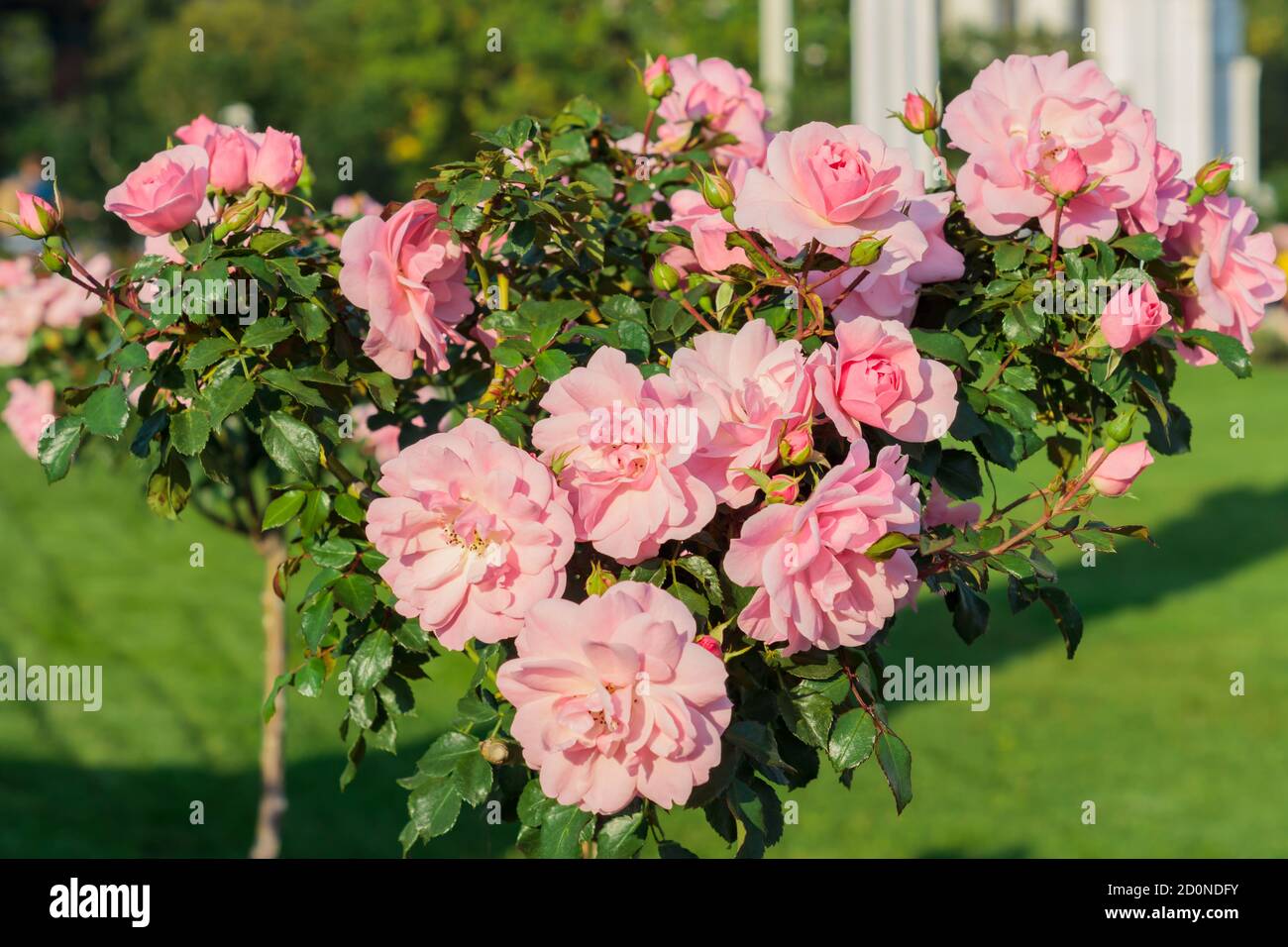 pink blooming azalea tree in the park Stock Photo - Alamy