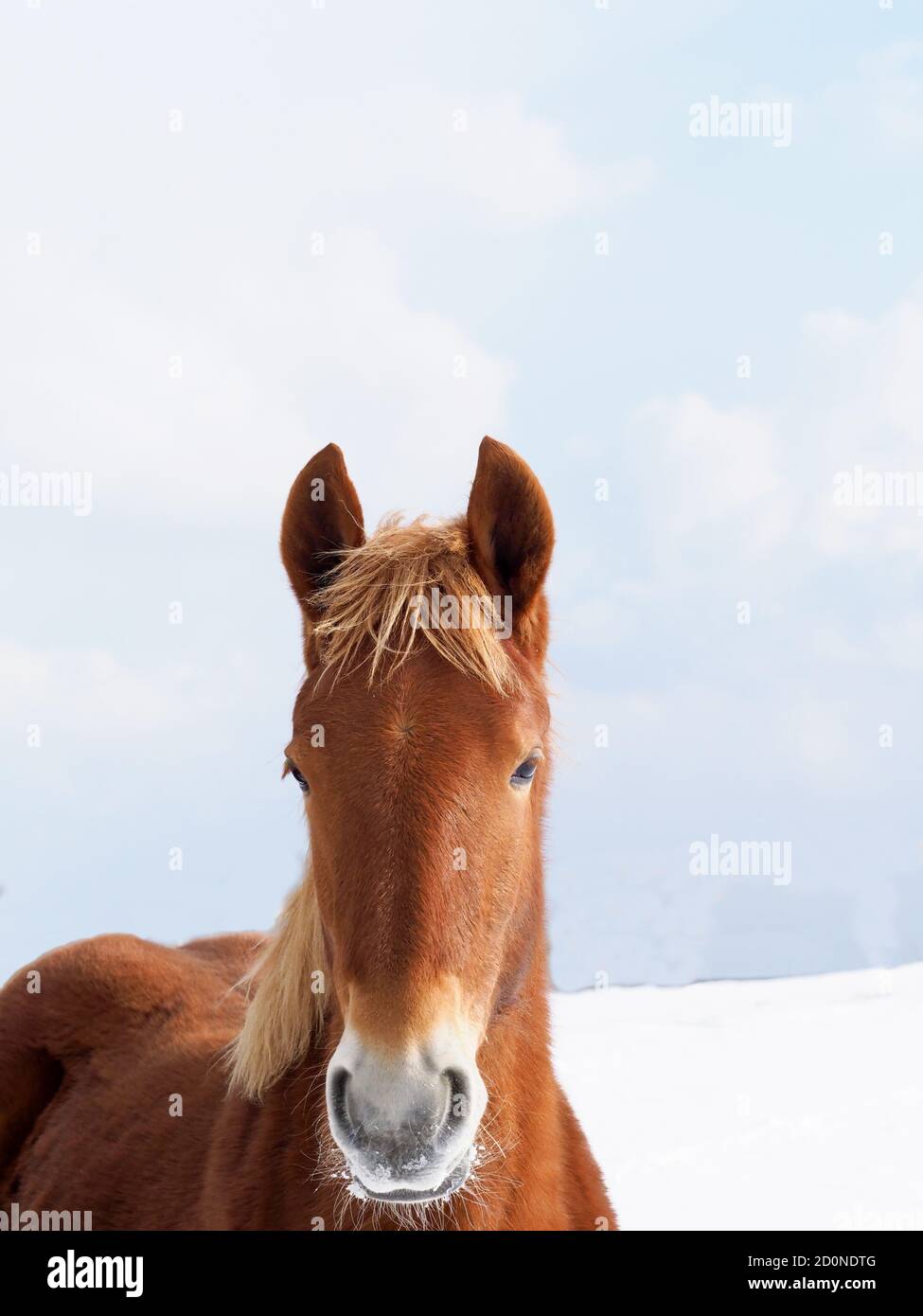A rare breed Suffolk Punch standing in a snowy landscape. Stock Photo