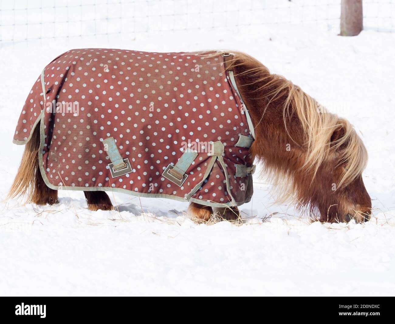 A Shetland pony in a rug stands in a field of deep snow. Stock Photo