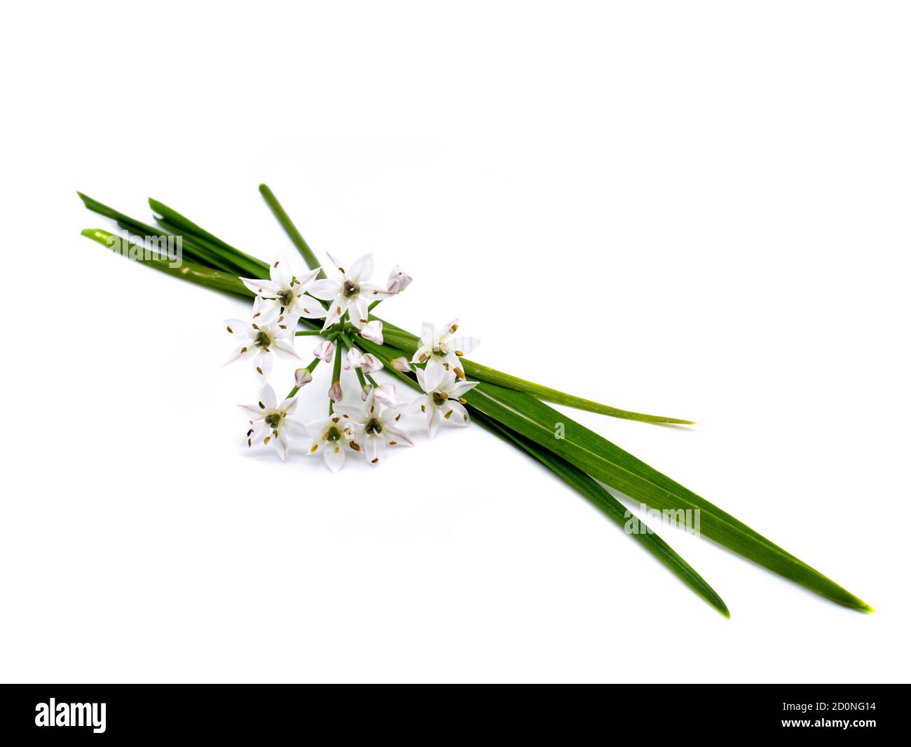 Chives Garlic Isolated on White Background Stock Photo