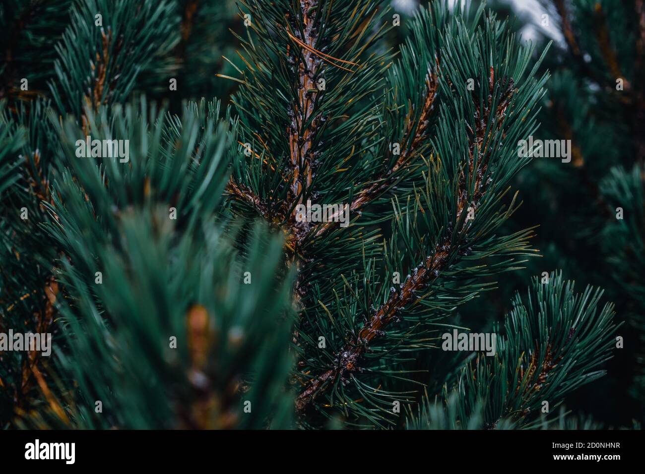 Closeup of a pine tree branch with needles Stock Photo - Alamy