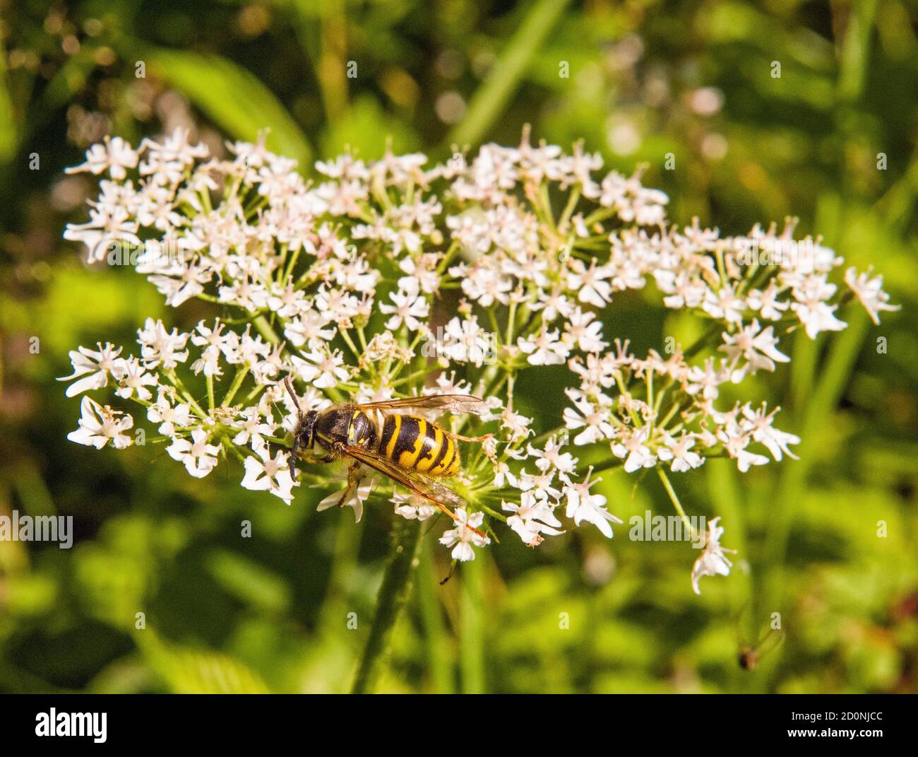 A common wasp foraging in and on top of cow parsley in the Wentwood forest in Monmouthshire. Stock Photo