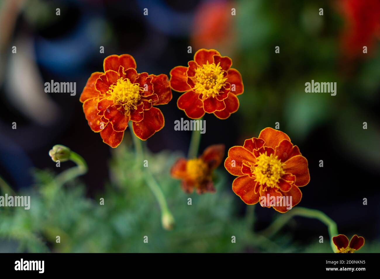 Tagetes patula, the French marigold is a species of flowering plant in the daisy family, native to Mexico and Guatemala and tropical area Stock Photo
