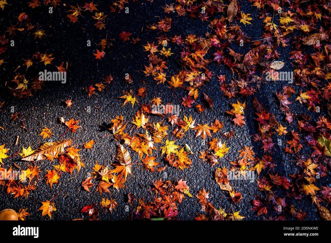 Autumn leaves fallen on the street Stock Photo