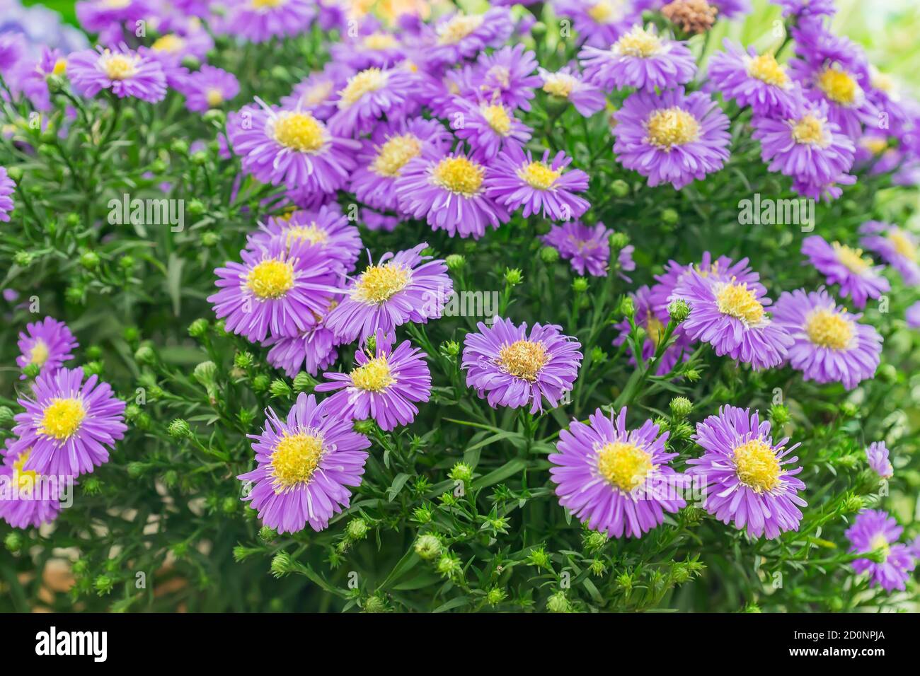 Aster dumosus close up. Beautifu violet and yellow blooming flovers in the garden Stock Photo